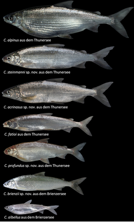 Seven very different whitefish species occur exclusively in in Lakes Brienz and Thun. (Photos: Oliver Selz, Eawag)