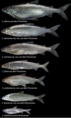 Allein im Brienzer- und Thunersee kommen sieben sehr unterschiedliche Felchenarten vor. (Fotos: Oliver Selz, Eawag)