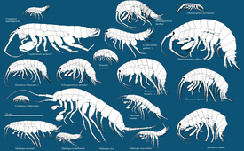 The drawings in the book illustrate the huge diversity that exists within the amphipods. (Eawag, CSCF)