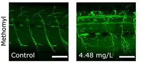 Das Insektizid Methomyl führte zu strukturellen Veränderungen an den Nervenzellen im peripheren Nervensystem von Zebrafisch-Larven: Im Vergleich zur Kontrolle (links) sind rechts mehr Verästelungen der Nervenstränge entstanden. Dieser Effekt bildete sich zurück, wenn die Larven dem Insektizid nicht mehr ausgesetzt waren. (Foto: Environ. Sci. Technol. 2022, 56, 12, 8449-8462)