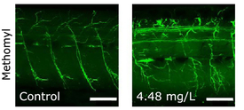 L’insecticide méthomyl provoque des modifications structurelles des cellules nerveuses dans le système nerveux périphérique des larves du poisson zèbre: par rapport au groupe de contrôle (à gauche), on constate qu’à droite, les connexions dans les voies nerveuses sont plus nombreuses. Cet effet s’est résorbé lorsque les larves n’ont plus été exposées à l’insecticide (Photo: Environ. Sci. Technol. 2022, 56, 12, 8449-8462).
