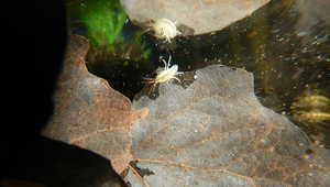 Flohkrebse ernähren sich von Laub und anderem organischen Material, das vom Land ins Wasser gelangt. (Foto: Chelsea Little, Eawag)