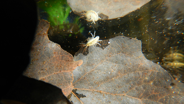 Les gammares se nourrissent de feuilles mortes et autres débris organiques tombés ou entraînés dans l'eau à partir du milieu terrestre environnant. (Photo: Chelsea Little, Eawag)