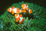 Anemonefish, Prof. Justin Marshall