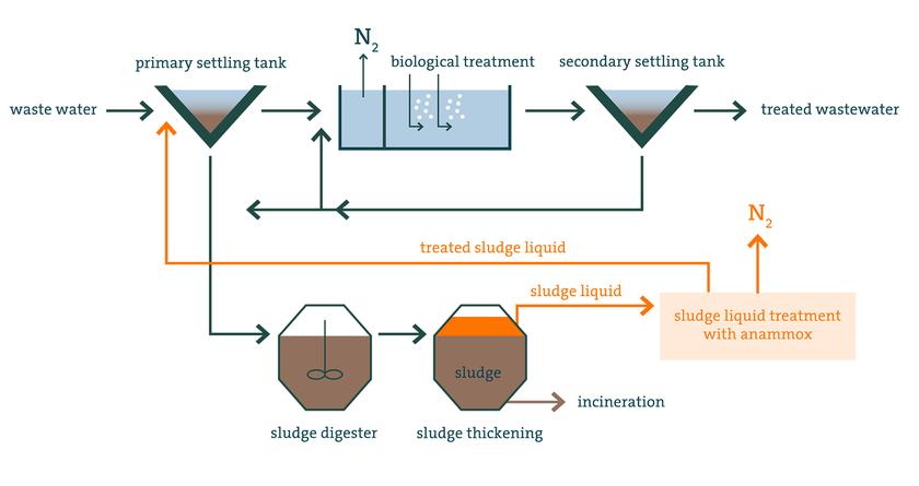 The anammox process is used in some wastewater treatment plants to remove the high nitrogen contents in the sludge liquid. In the main purification process, the conventional nitrogen removal process is still used in the biological treatment stage (Graphic: Eawag)