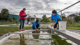 [Translate to Français:] Forscherinnen entnehmen Wasserproben aus einem der Versuchsteiche. (Foto: Thomas Klaper)