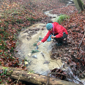 Pour son expérience, Rebecca Oester a déposé des pièges remplis de feuilles mortes dans le lit du ruisseau et mesuré différents paramètres tels que le pH et la teneur en oxygène. (Photo: Andreas Bruder, SUPSI)
