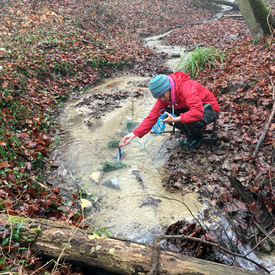 Für ihr Experiment hat Rebecca Oester mit Laub gefüllte Fallen im Bachbett angebracht und verschiedene Parameter wie pH und Sauerstoffgehalt des Wassers gemessen. (Foto: Andreas Bruder, SUPSI)