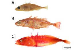 (A) Native low-plated specimen belonging to the West European lineage collected in Basel, Switzerland in 1935; (B) A fully plated specimen collected in Lake Constance near Langenargen, Germany in 1963; (C) A large, fully plated pelagic female captured from Lake Constance near Meersburg, Germany during the 2014 Projet Lac survey.