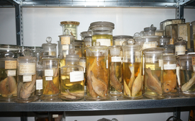 Die lange an der Eawag gehütete und nun dem Naturhistorischen Museum Bern übergebene Fisch-Sammlung von Paul Steinmann (1885-1953). (Foto: Andri Bryner, Eawag) 