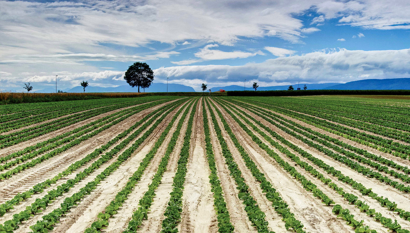 L’extension de l’espace urbain et l’agriculture intensive ont un impact négatif sur la qualité de l’eau (Photo: Markus Bolliger/BAFU).