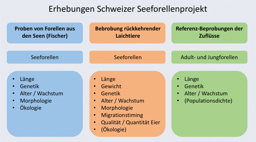 Abb. 3: Schematische Darstellung der drei komplementären Erhebungen und der dabei erhobenen Daten für das Seeforellenprojekt.