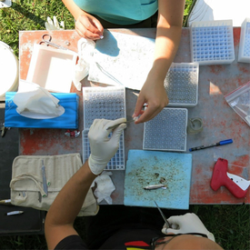 Retrieval of fin, scale and muscle samples for the reference collection. (Photo: Eawag)