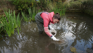 Taking sediment samples at Hoobach in Schaffhausen. (Photo: Andri Bryner, Eawag)