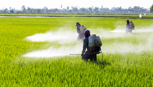 Lutte contre les parasites avec des pesticides dans une rizière. (Adobe Stock)