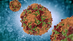 Viele Viren, wie der in der Abbildung dargestellte Coxsackie-Virus, werden über Flüssigkeiten auf Menschen übertragen. (Foto: Shutterstock)