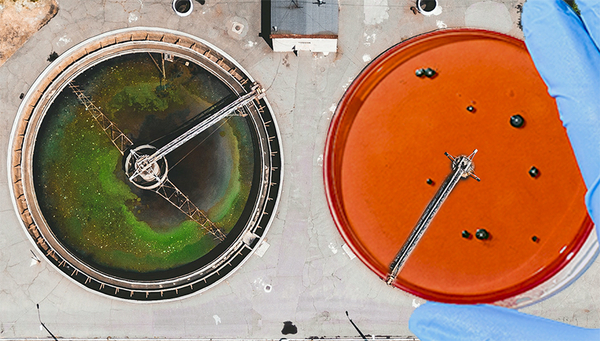 Wastewater treatment plant and antibiotic resistance. Sources:  https://www.pexels.com/photo/person-holding-petri-dish-3786213/ and https://unsplash.com/photos/6wSevhW1Dzc