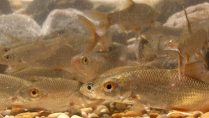 Des gardons migrateurs dans leur refuge d'hiver. (Photo : Jakob Brodersen)