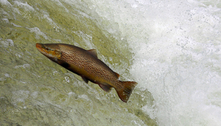 Durch ihren Wechsel zwischen verschiedenen Lebensräumen summieren sich für die Seeforellen die Gefahren (Foto: Michel Roggo)