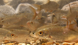 Migrierende Rotaugen in ihrem Winterrefugium. (Foto: Jakob Brodersen)