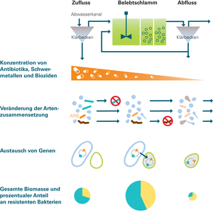 Die Grafik zeigt mögliche Prozesse, welche die Zusammensetzung und Häufigkeit von Antibiotikaresistenzgenen auf dem Weg durch eine ARA beeinflussen. Die Gesamtmenge an Bakterien ist in der biologischen Reinigungsstufe am höchsten und ist im Ausfluss ..