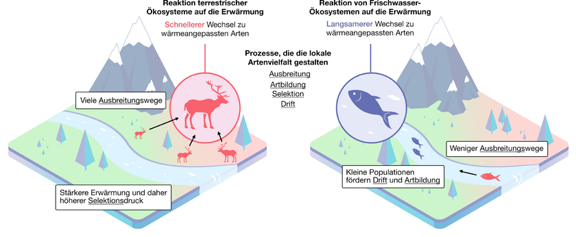 Abbildung: Der neue integrative Ansatz deutet darauf hin, dass terrestrische Ökosysteme stärker als aquatische Ökosysteme von der Klimaerwärmung betroffen sind.