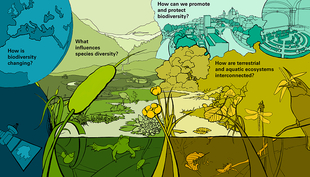 Les deux habitats, l'eau et la terre, s'imbriquent et s'influencent mutuellement. Ce graphique illustre les questions qui soutendent les recherches dans l'initiative BGB. (Graphique: Stefan Scherrer, Eawag)