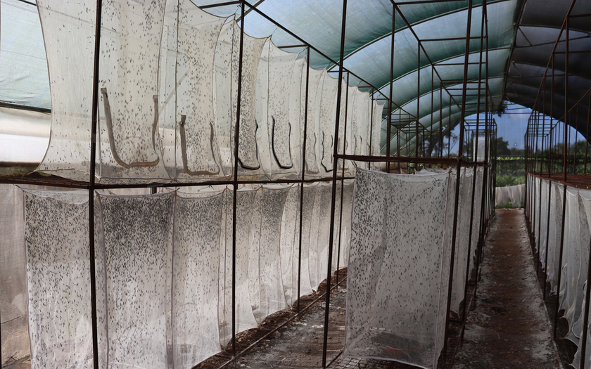 Black soldier flies mate and lay their eggs in what are known as “love cages” at an installation in Kenya (© Eclose).