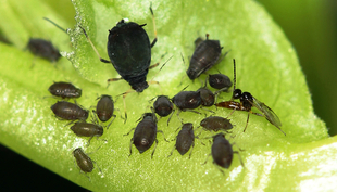 Une femelle adulte du puceron noir de la fève (Aphis fabae) et sa progéniture sont attaqués par Lysiphlebus fabarum, la guêpe parasitoïde des pucerons.  (Photo : Christoph Vorburger, Eawag)