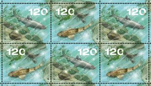 Die beiden neuen, ab Mai erhältlichen Briefmarken der Post zeigen bedrohte einheimische Arten aus dem Thunersee und dem Doubs. (Bild: Post CH Netz AG)