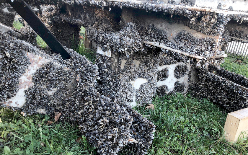 Die Quaggamuschel fühlt sich im Wasser auf fast allen Oberflächen wohl: hier auf Trägern der Seebühne Bregenz. (Foto: Thomas Blank, Abteilung Wasserwirtschaft Vorarlberg)