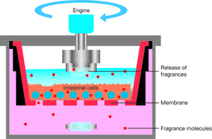 The TransFEr chamber has the size of a small Rubik’s cube. (Source. Schug et al., 2018)