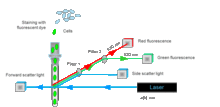 Schematic view of the flow cytometry method