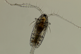 Anhand der Härchen auf ihren Antennen können Ruderfusskrebse kleinste Störungen im Wasser wahrnehmen und so Artgenossen oder auch Feinde erkennen. (Foto: Markus Holzner)