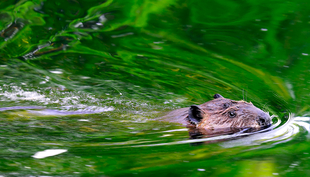 Le castor rend les cours d’eau plus dynamiques et plus riches en espèces. (Photo : Mark Giuliucci, Flickr, CC BY-NC 2.0)