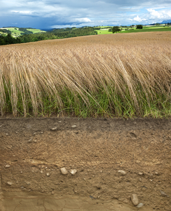 L’oligo-élément sélénium est extrait des sols par les plantes et entre ainsi dans la chaîne alimentaire.  Photo : Agroscope (Gabriela Brändle, Urs Zihlmann), LANAT (Andreas Chervet)