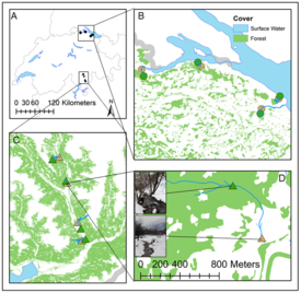  Une analyse de huit petits ruisseaux de la région du lac de Constance et de la vallée de Blenio au Tessin a permis de déterminer en quoi se différencient la présence et la diversité des microorganismes invertébrés dans les sections boisées et non boisées. (Graphique: Oester, R. et al., Hydrobiologia, doi.org/10.1007/s10750-022-05049-7)