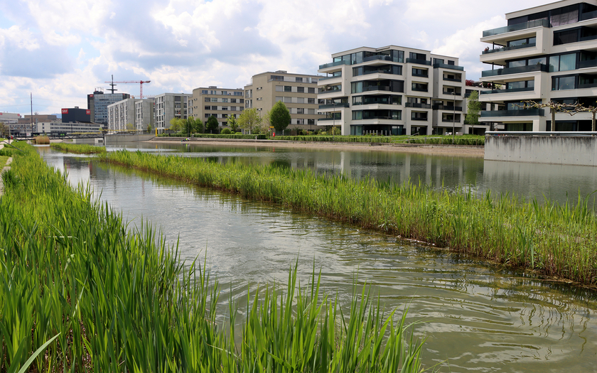 Urbane blau-grüne Infrastruktur: Künstlich angelegter Glattpark-See, der mit Dachwasser der Siedlung Glattpark gespiesen wird. Die gepflanzten schilfbestände dienen als pflanzliche Wasserfilter. (Foto: Florian Altermatt, Eawag)