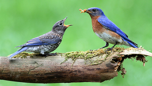 Le changement climatique entraîne l'apparition d'insectes aquatiques plus tôt dans l'année. Bien que cette source de nourriture de haute qualité puisse profiter aux reproducteurs précoces, comme le Merlebleu de l'Est, les oiseaux insectivores qui se reproduisent plus tôt risquent davantage de subir des vagues de froid potentiellement dévastatrices pendant qu'ils élèvent leurs petits. (Photo : Steve Byland, istock)