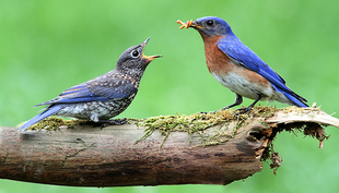 Climate change is causing aquatic insects to emerge earlier in the year. While this high quality food source might benefit early breeders, like the Eastern Bluebird, breeding earlier for insect-eating birds comes with an increased risk of experiencing potentially devastating cold spells while rearing their babies. (Photo: Steve Byland, istock)