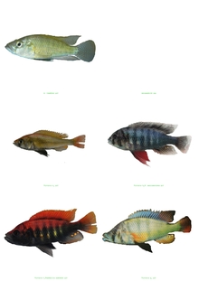 In Lake Victoria, the descendants of a single ancestral species of river cichlid – represented here by astatotilapia tweddlei (top left) – include the following four species:  (Photo: Ole Seehausen)