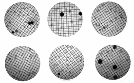  Bildlegende: Ein Beispiel für gezüchtete multiresistente Bakterien aus einem Abwasser-Bypass. (Quelle: Eawag)