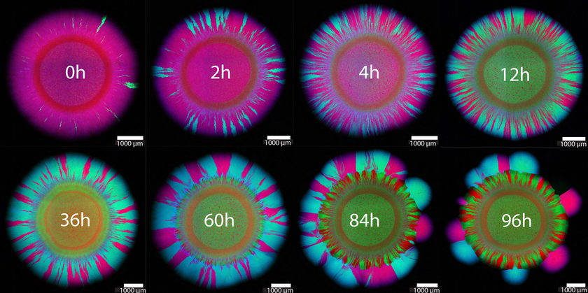 Depending on when the antibiotic is added, the bacteria form differently coloured growth patterns. Springer Nature, Timing of antibiotic administration determines the spread of plasmid-encoded antibiotic resistance during microbial range expansion, Yinyin Ma et al, Springer Communications. 