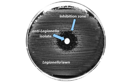 If bacteria succeed in pushing back the Legionella with toxic compounds, an inhibition zone forms in the Legionella lawn around the bacterial colony. (Picture: Eawag)