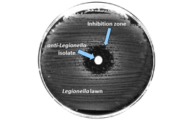 Lorsque les bactéries parviennent à repousser les légionelles à l’aide de composés toxiques, une zone d’inhibition se forme autour de la colonie de bactéries dans les tapis de légionelles. (Photo: Eawag)