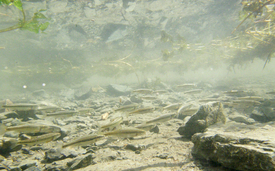 A shoal of minnows (Phoxinus septimaniae) in Lake Poschiavo.