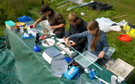 Carmela Dönz (far right) weighs and measures chars in the field with her colleagues Michael Häberli and Florin Kunz. (Photo: Eawag)