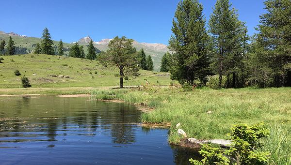 La biodiversité dans l'eau et sur terre est au centre de la nouvelle initiative de recherche "Biodiversité bleue-verte". Paysage marécageux près de Scuol, Basse Engadine. (Photo : Peter Longatti, WSL)