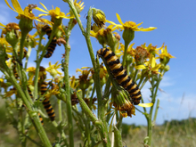 Ce modèle peut tester si les chenilles de l'Écaille du Séneçon ou Goutte de Sang (Tyria jacobaeae) peuvent élargir leur menu à des séneçons non indigènes. 