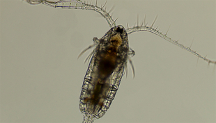 Via the hairs on their antennae, copepods can sense tiny disturbances in the water and thus detect conspecifics or predators. (Photo: Markus Holzner)